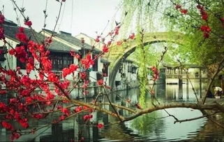 南潯古鎮(zhèn)坐一回?fù)u櫓船 春天是水上游古鎮(zhèn)最好時節(jié)